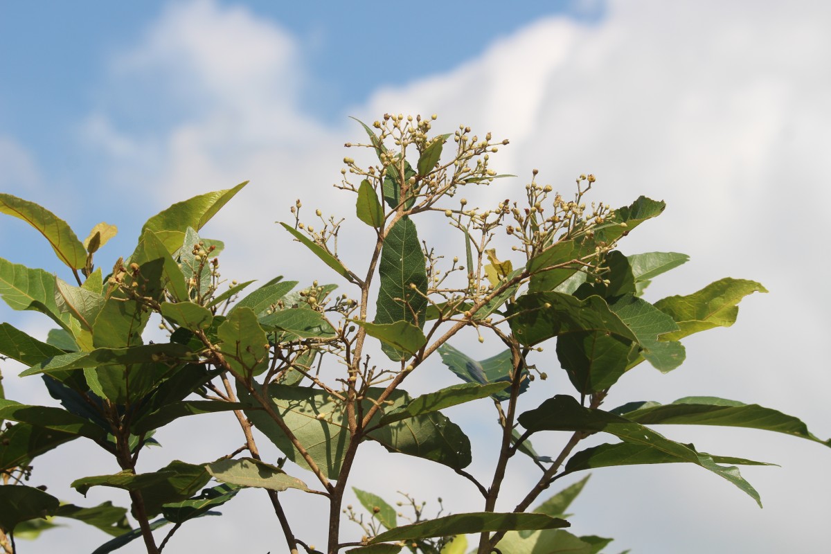 Pityranthe verrucosa Thwaites